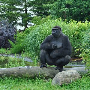 Gorillas exhibit - Azizi