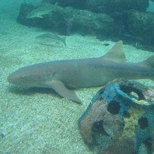 Nurse Shark