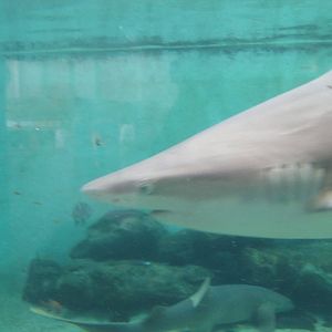 Sandbar Shark