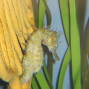 Seahorse