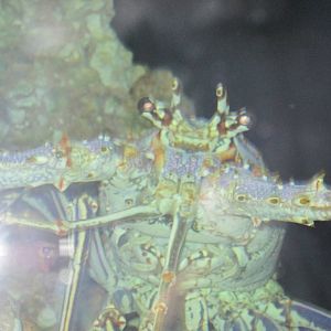 Spiny Lobster
