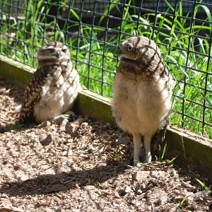 Burrowing Owl