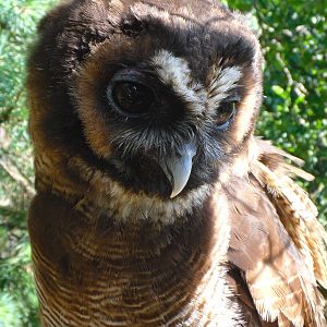 Brown Wood Owl