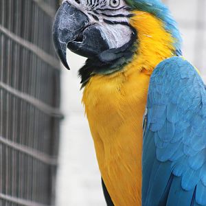 Myfanwy the Macaw, Sewerby Zoo