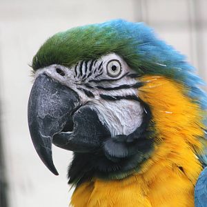 Myfanwy the Macaw, Sewerby Zoo