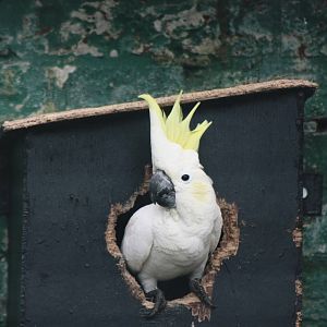 Lotherton Bird Garden