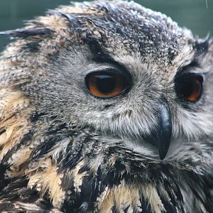 Lotherton Bird Garden