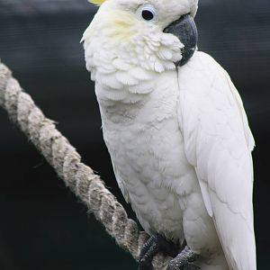 Lotherton Bird Garden