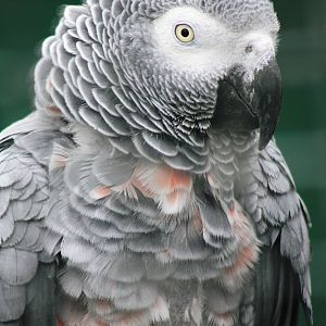 Lotherton Bird Garden