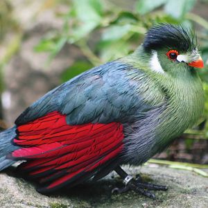 Lotherton Bird Garden