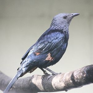 Lotherton Bird Garden