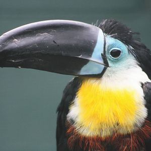 Lotherton Bird Garden