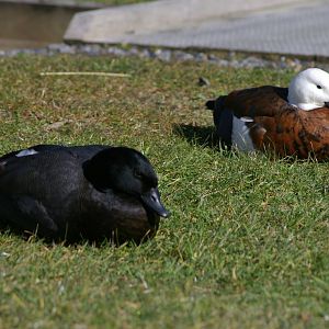 Paradise Ducks (Tadorna variegata)