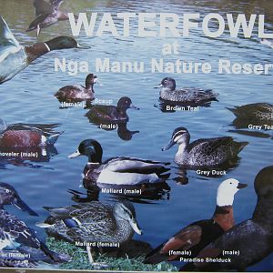 waterfowl sign