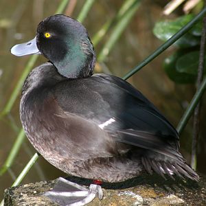 male New Zealand scaup (Aythya novaeseelandiae)