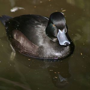 male New Zealand scaup (Aythya novaeseelandiae)