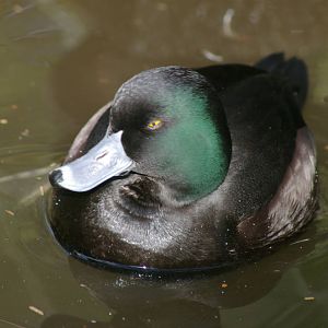 male New Zealand scaup (Aythya novaeseelandiae)