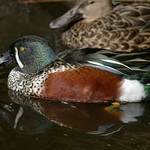 male New Zealand shoveller (Anas rhynchotis variegata)