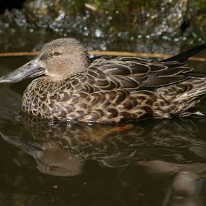 female New Zealand shoveller (Anas rhynchotis variegata)