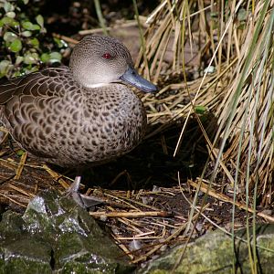 grey teal (Anas gracilis)