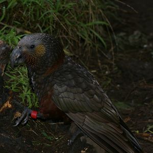 North Island kaka (Nestor meridionalis septentrionalis)