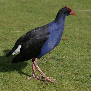 Pukeko (Porphyrio porphyrio melanotus)