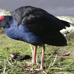 Pukeko (Porphyrio porphyrio melanotus)