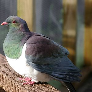 New Zealand pigeon (Hemiphaga novaeseelandiae)