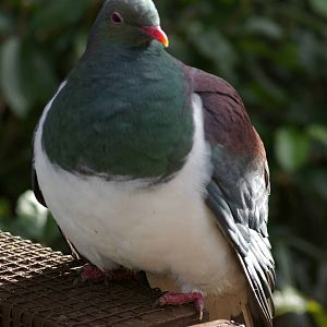 New Zealand pigeon (Hemiphaga novaeseelandiae)
