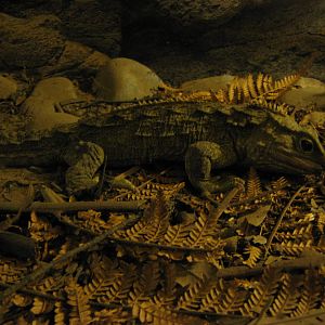 common tuatara (Sphenodon punctatus)