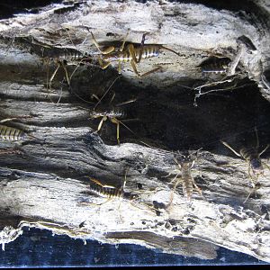Wellington tree weta (Hemideina crassidens)