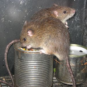 kiore (Rattus exulans)