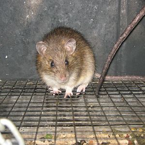kiore (Rattus exulans)
