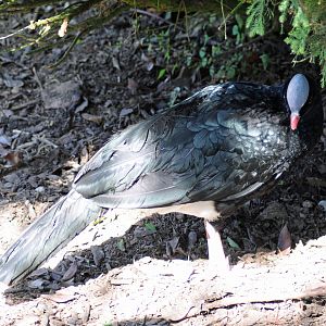 Northern Helmeted Currassow