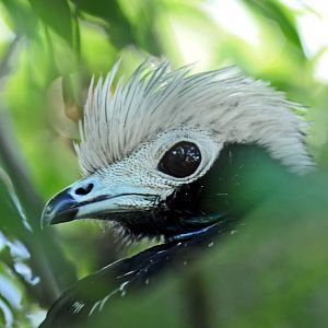 Blue-throated Piping-Guan