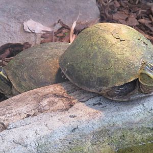 Malayan Box Turtles - Ti Point Reptile Park 2011