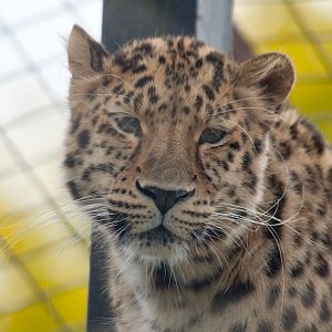 Siberian (Amur) Leopard
