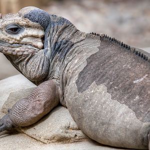 Rhinoceros Iguana