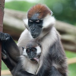 Cherry-Crowned Mangabey