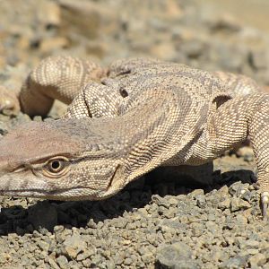 varanus griseus(desert monitor)male