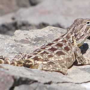 trapelus lessonae(horny-scaled agama) female