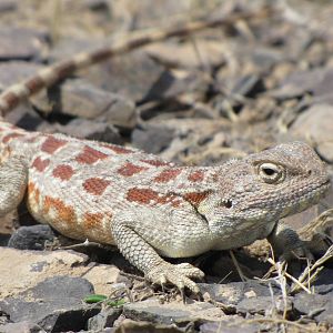 trapelus lessonae(horny-scaled agama) female
