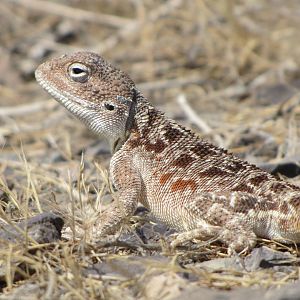trapelus lessonae(horny-scaled agama) female