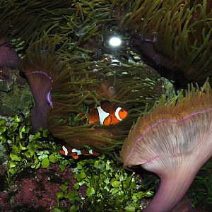 Sea anemones and clown fish