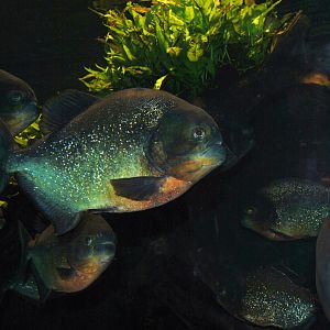 Piranhas