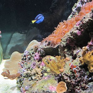 Clownfish and Blue Tang at Mote Aquarium