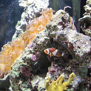 Clownfish at Mote Aquarium