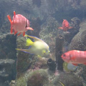 Angelfish and Other Fish at Mote Aquarium