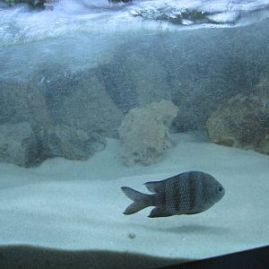 Mote Aquarium Wave Exhibit