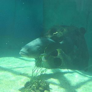 Goliath Grouper